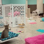 Cat Cafe PHX Animal Behavior Center