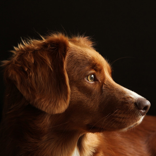 Phoenix dog training